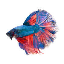 Shop Fishs