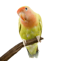 Shop Birds